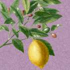 Summer Fruit 4 Botanical Print