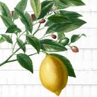 Picking Fruit 4 Botanical Print