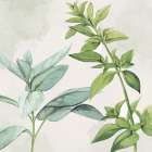 Fresh 1 Botanical Print