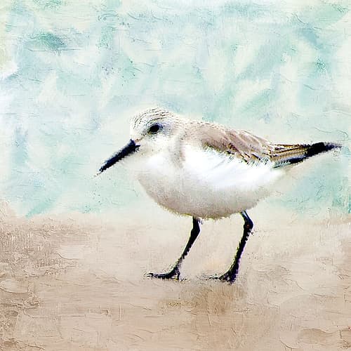 Sandpiper Walk 2 Beach Print