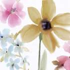 Springtime Blooms 1 Art Print