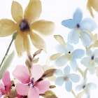 Springtime Blooms 2 Art Print