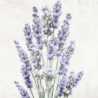 Lavender Square 2 Art Print