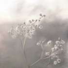 Softly Art Print