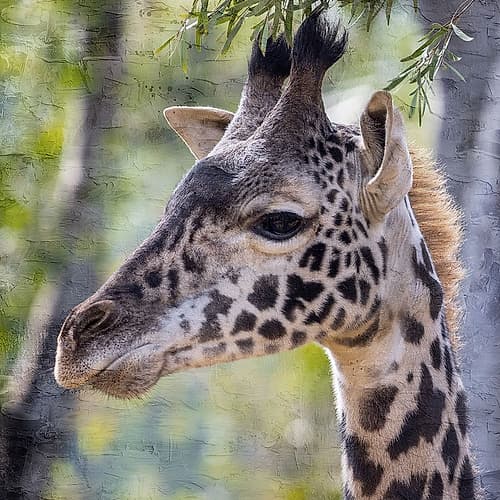 Up Close 3 Animals Print