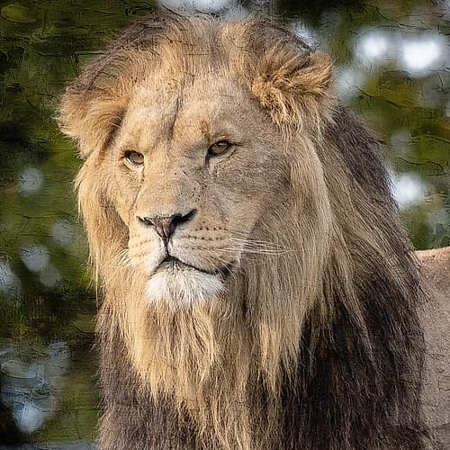 Up Close 4 Animals Print