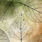 Imprint Leaves 4 Abstract Art Print