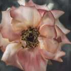 Dusty Rose Art Print