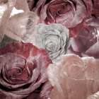 Rose Blooms 1 Art Print