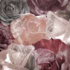 Rose Blooms 2 Art Print