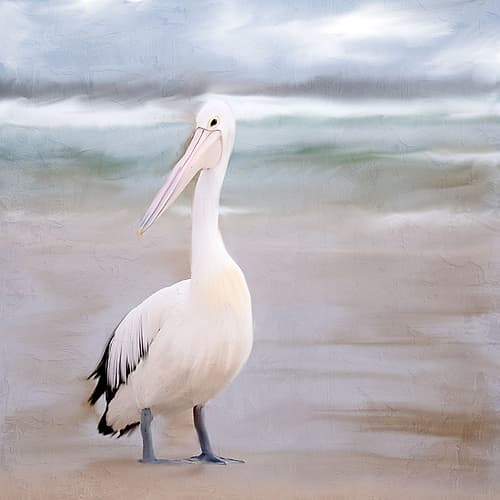 Pelican Walk Art Print