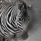 Up Close Safari 1 Art Print