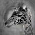 Up Close Safari 2 Art Print