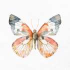 Watercolor Butterfly 4 Art Print