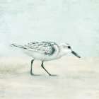 Sandpiper 1 Art Print