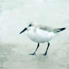 Sandpiper 2 Art Print