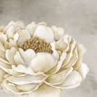 White Peony Gold Art Print