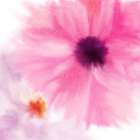 Pink Notes 2 Art Print