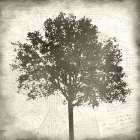 Tree Silhouette Black And White 1 Art Print