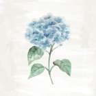 Hydrangea 1 Art Print