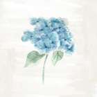 Hydrangea 2 Art Print