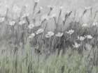 Wildflowers 1 Art Print