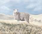 Lost Sheep Art Print