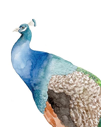 Peacock Art Print