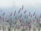 Wildflowers Blue Sky Art Print