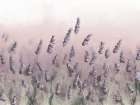 Wildflowers Pink Sky Art Print