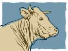 Cow Sketch Art Print