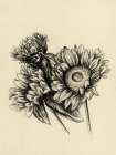 Sunflowers In Charcoal 1 V2 Art Print