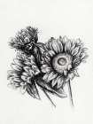 Sunflowers In Charcoal 1 Art Print