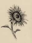 Sunflowers in Charcoal 2 V2 Art Print