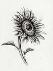 Sunflowers In Charcoal 2 Art Print