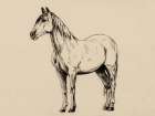 Horse in Charcoal V2 Art Print