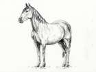 Horse in Charcoal Art Print