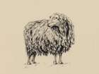 Sheep In Charcoal V2 Art Print