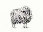 Sheep In Charcoal Art Print
