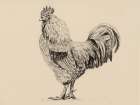 Rooster In Charcoal V2 Art Print