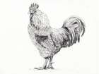 Rooster In Charcoal Minimalist Print