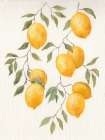Lemons On Paper 1 Art Print