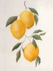Lemons On Paper 2 Art Print