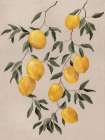Lemons On Canvas Art Print