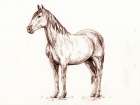 Horse Art Print