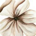 Watercolor Closeup 3 Abstract Art Print
