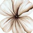 Watercolor Closeup 4 Art Print