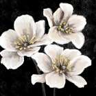Dramatic Florals 1 Art Print