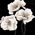 Dramatic Flowers 3 Art Print