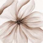Watercolor Closeup Art Print
